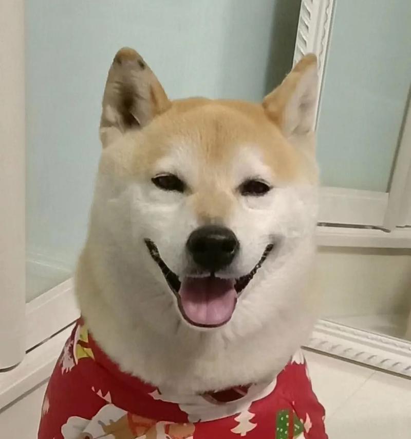 在家里养什么狗最合适？（选择适合家庭的狗的关键点）