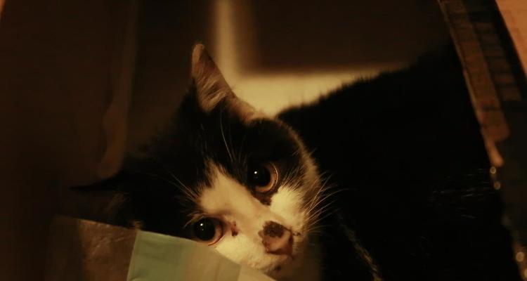神秘黑色物质（探索猫鼻子肉黑色物质的成分和功能，为你解开困惑）