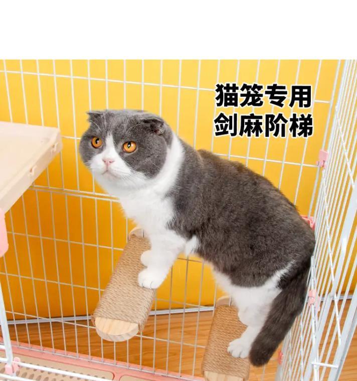 如何选择适合小猫咪的猫爬架（给你的小猫咪提供一个完美的游乐场）