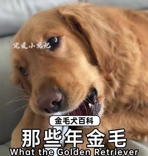 「两个月金毛的饮食指南」（「了解它的喜好，满足它的味蕾」）