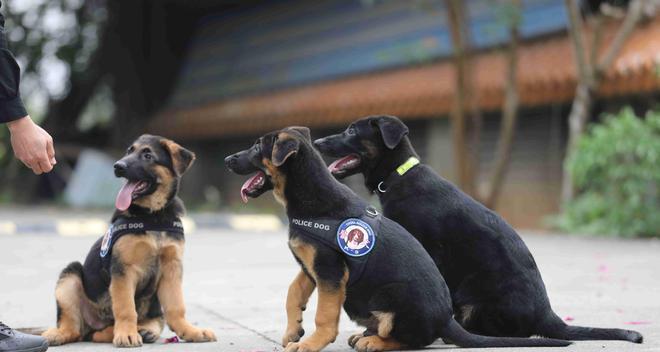 选择什么犬种训练最佳？（探索最适合训练的犬种及关键因素）