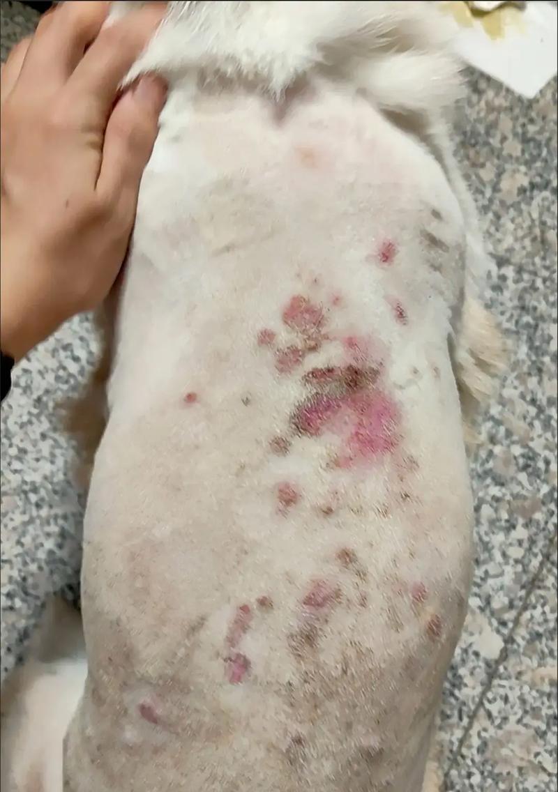 狗狗身上长湿疹的原因及相关检查（了解狗狗湿疹的成因和如何确诊）