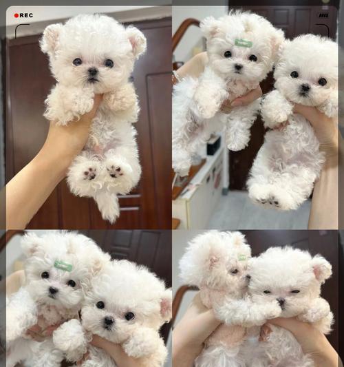 细小犬食谱（比熊细小犬食谱，让您的宠物营养均衡、健康成长！）