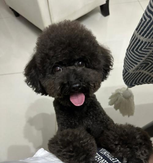 黑色泰迪为什么价格最便宜？（探究黑色泰迪价格低的原因及其特点）