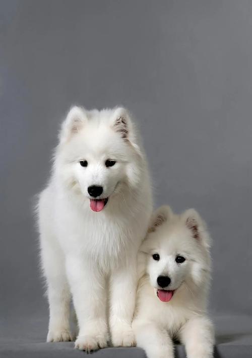 萨摩耶犬头颈毛发生长周期及影响因素解析（探究萨摩耶犬头颈毛发何时长齐、毛发生长周期及其影响因素）