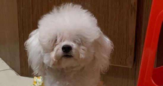 探索以没得尾巴的狗的奥秘（以没得尾巴的狗是什么狗？解读这种特殊品种）