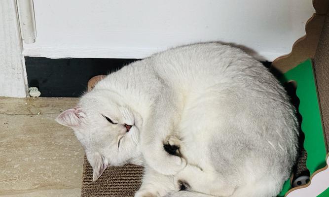 探究猫喜欢什么样的猫抓板（揭秘猫咪的抓板心理和喜好，帮助主人选择合适的猫抓板）