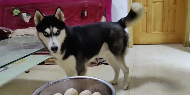 哈士奇为什么会有臭味？（探索哈士奇体味的原因及解决方法）