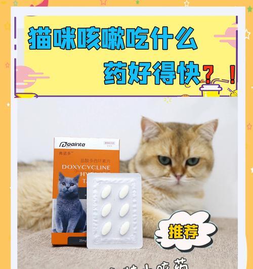 小猫感冒的喂养指南（为你的小猫咪提供合适的饮食，帮助它们战胜感冒！）