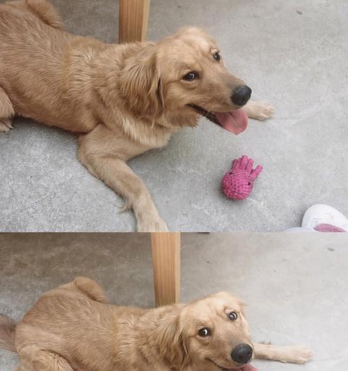 金毛犬难产的原因与处理方法（探究金毛犬难产的主要原因，并提供相应的处理方法）