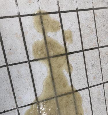 揭秘猫球病的成因与预防方法（探索猫球病的发病机制和保健策略）