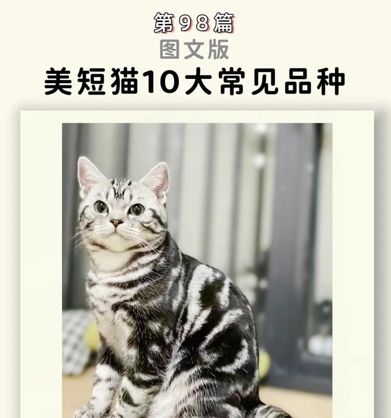 常见猫品种介绍（探索各种猫咪的特色和个性）