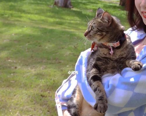 猫咪出门的最佳时机（探讨猫咪适合出去的时间和条件）