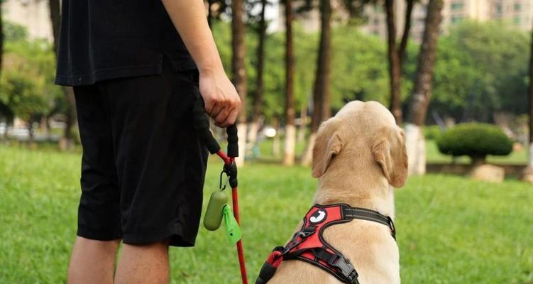为你的狗狗带上项圈的好处（为宠物狗使用项圈的7个关键原因）