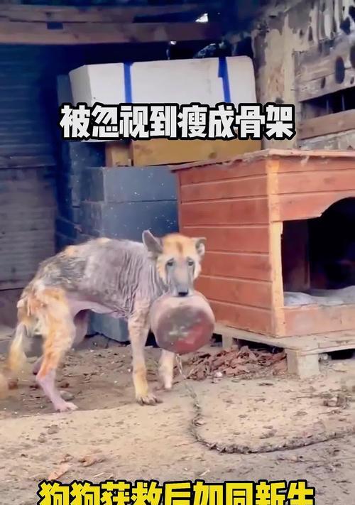 为什么狗狗会变瘦？（探究狗狗体重减轻的原因与应对方法）