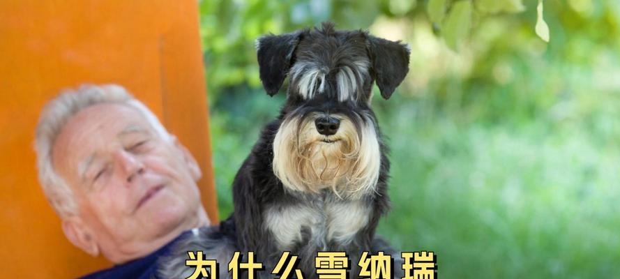 半夜狗狗为什么会哼哼唧唧？（探秘狗狗夜间哼哼唧唧的原因与解决办法）