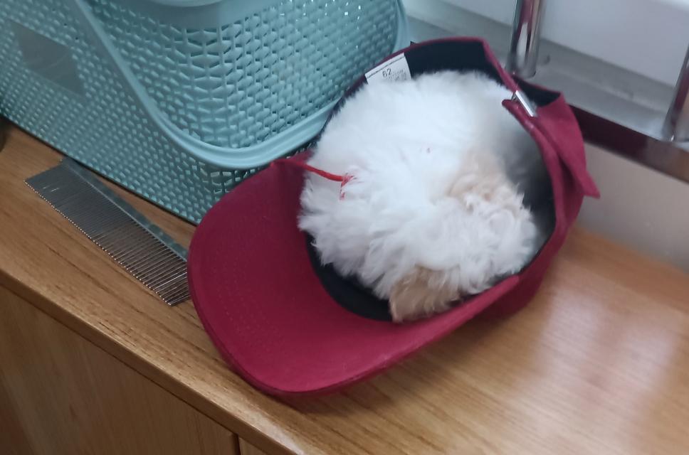 泰迪狗的疫苗接种指南（保护泰迪狗健康的必备措施）