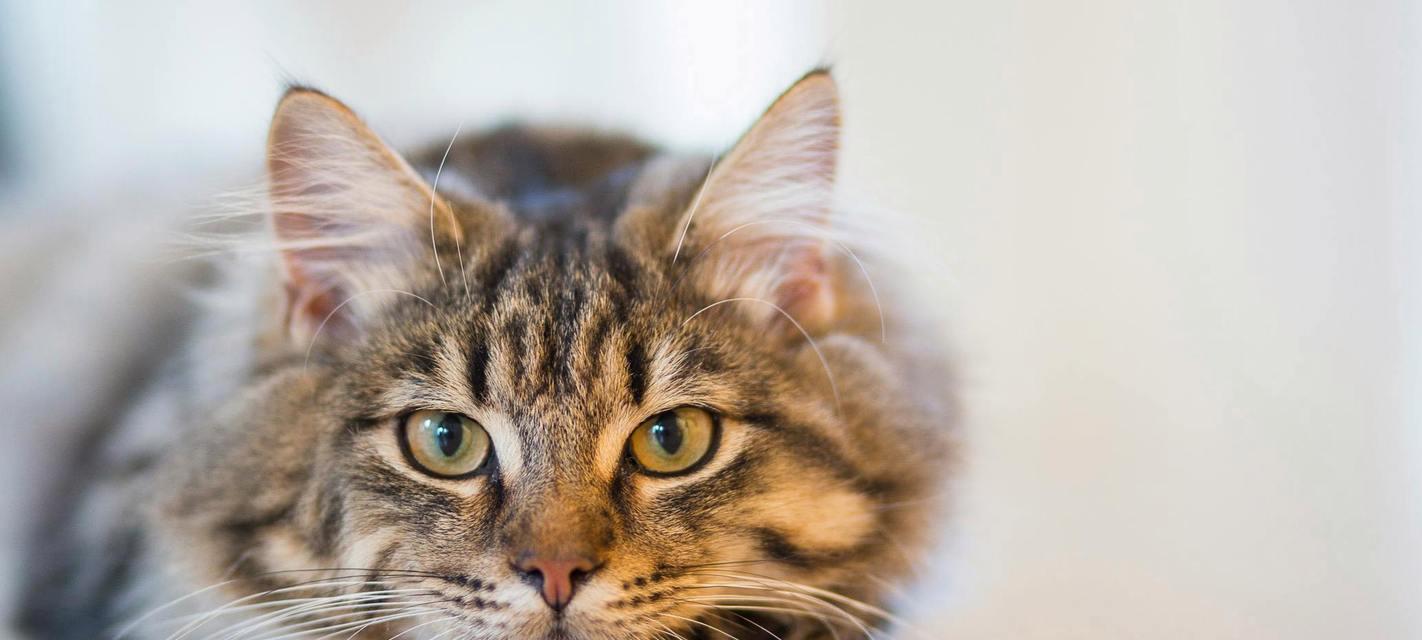 猫咪呕吐，如何选择合适的药物？（了解猫咪呕吐的原因和常用药物）
