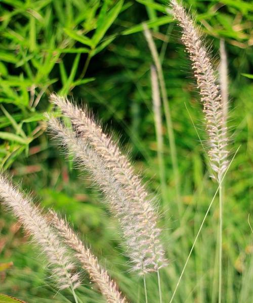 狗最怕的植物是什么？（揭秘狗儿的植物恐惧症）
