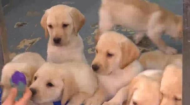 选择适合做导盲犬的狗狗（哪种品种的狗狗更适合做导盲犬？）