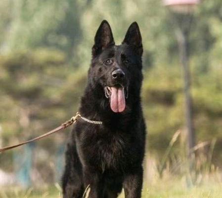 探寻东德幼犬的优点（品质卓越、忠诚可靠，东德幼犬的独特之处）