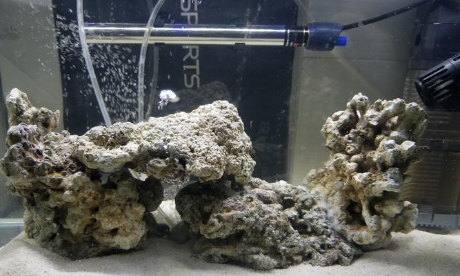 海水缸中的爆藻现象及其影响（揭秘海水缸中爆藻原因与应对策略）