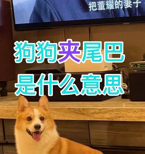 狗为什么突然竖尾巴？（揭开狗突然竖尾巴的神秘面纱）