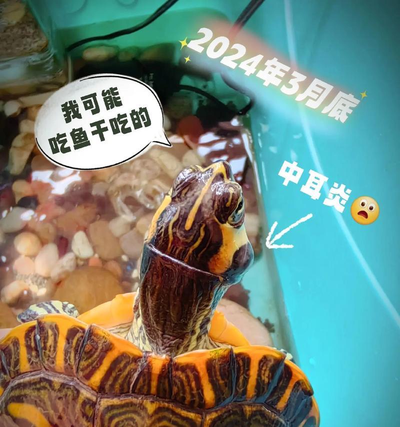 选择适合养殖的龟类宠物（了解不同种类龟的特点及养殖要求）