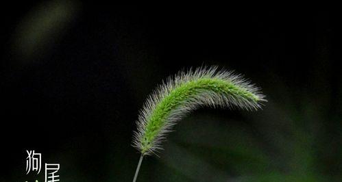 狗尾子花的盛放时刻（探索狗尾子花开放的季节和时间）