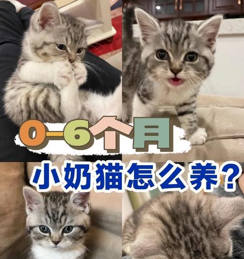 一月龄小猫的奶源问题（探讨适合一个月大的小猫喝的奶种类及饮食规律）