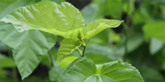 泰迪狗为什么喜欢吃树叶？（探究泰迪狗吃树叶的原因及其影响）