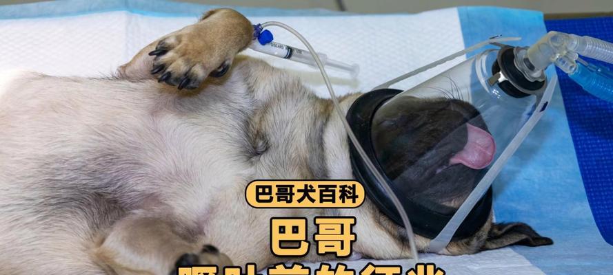 狗狗划伤肠道的症状及处理方法（了解狗狗划伤肠道的主要症状及应对方法）