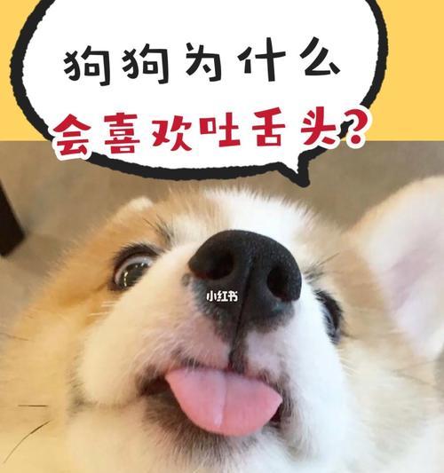 狗——人类最可爱的伙伴（探寻为何有些人如此热爱狗）