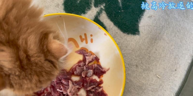 猫吃生骨肉的好处与注意事项（健康的饮食选择与正确喂养方式）