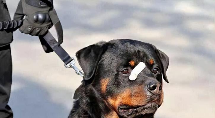 探寻罗威纳犬的卓越品相（揭示罗威纳犬外貌特征与内在优点的绝佳选择）