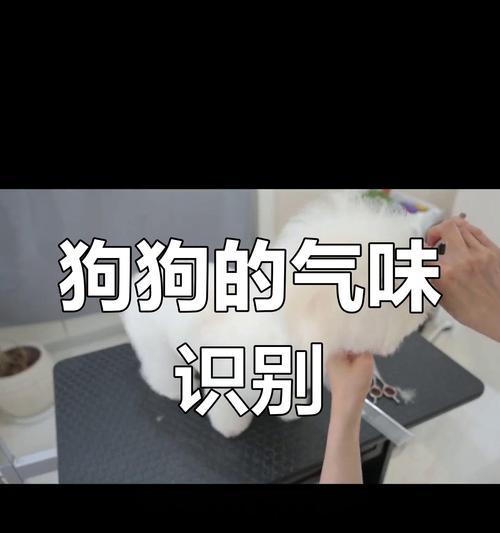 为什么狗喜欢臭的？（探寻狗狗对臭味的执着）