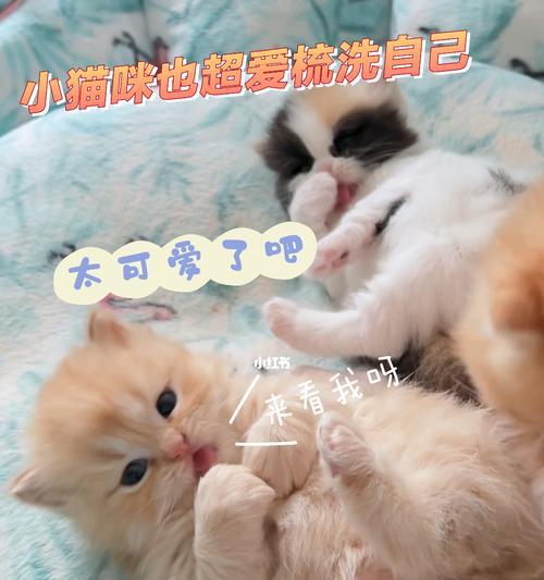 两个月大的奶猫适合喝什么奶？（为你的奶猫选择适宜的奶品是关键）