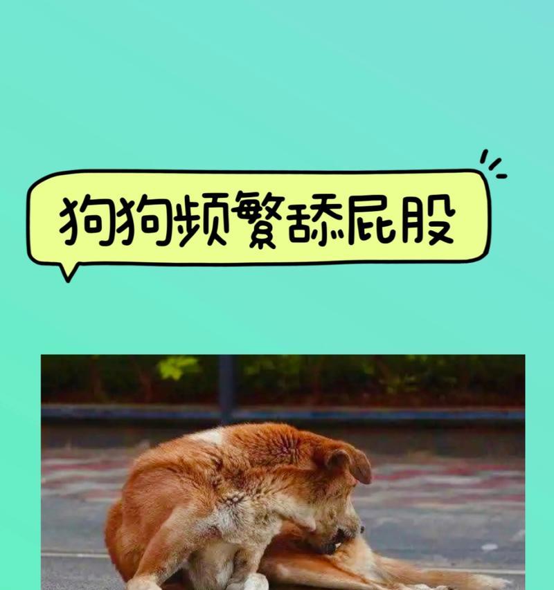 狗狗的肛门腺（如何正确清理狗狗的肛门腺与预防相关疾病）