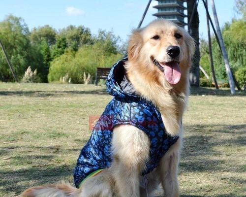 深入解读以狗单血统（揭秘纯种犬的神秘世界）