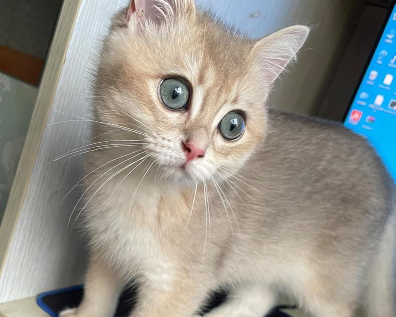 猫的眼睛中隐藏着什么秘密？（探索猫眼中的神秘世界）