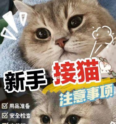 如何选择适合自己的品种猫（挑选宠物猫需注意的要点）