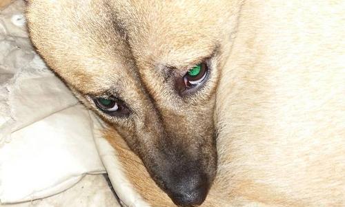 狗狗疯狂发狂犬病的主要表现（了解狗狗患上狂犬病的关键指标与预防方法）
