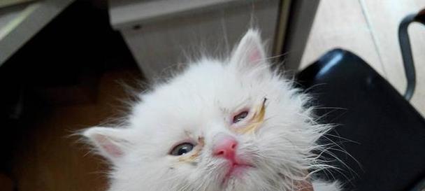 探索猫毒引发的症状（以种猫毒症状分析为基础，保障猫咪健康）