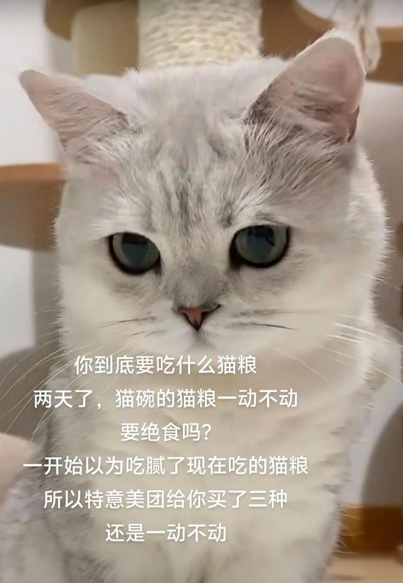 小猫的饮食之谜（探索小猫最适合的食物选择）