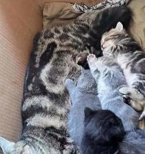 孕妇为何成为猫的最佳伴侣？（探寻猫咪为何喜欢跟随孕妇的原因）