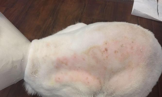 探究猫咪患有藓的症状和治疗方法（了解猫咪患有藓的原因和预防措施）