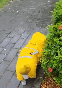 柯基尾巴脱落之谜（探寻柯基尾巴脱落的原因和影响）