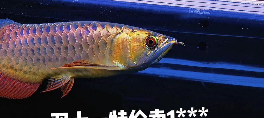 金龙尾巴的神奇色彩世界（探索过背金龙尾巴的五彩斑斓）