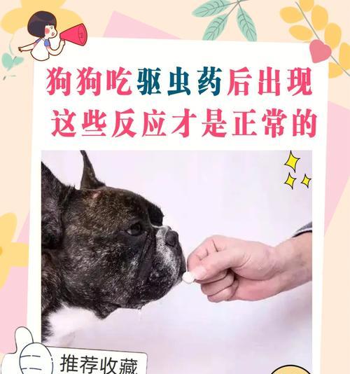 以狗驱虫喂，关爱宠物健康（宠物狗驱虫的正确方法和时机选择）