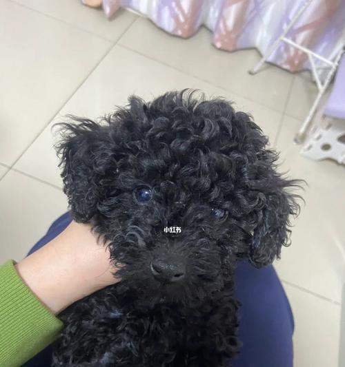 黑色泰迪犬毛色养护秘籍（了解黑色泰迪犬毛色保健的关键是什么？）